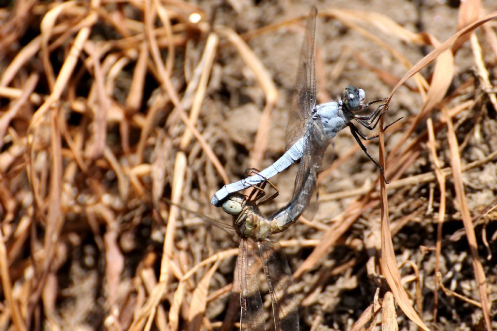 Orthetrum brunneum femmina